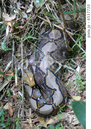 アミメニシキヘビの写真素材