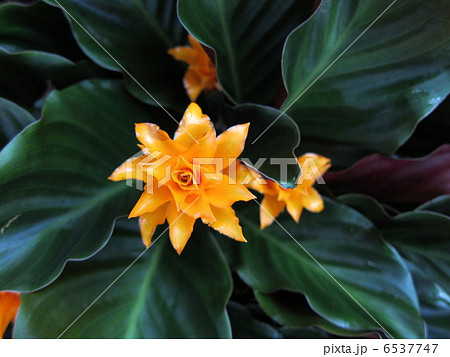 カラテア・クロカーター 6537747