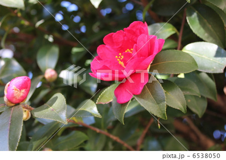 つばき 山茶花 つばき 山茶花 6538050