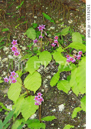 イワタバコ 6538261