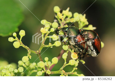 マメコガネ 6538262