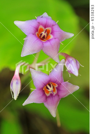 イワタバコ 6538263