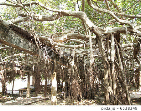 タイ　ピマーイ　サインガム公園　ベンガル菩提樹の森 6538349