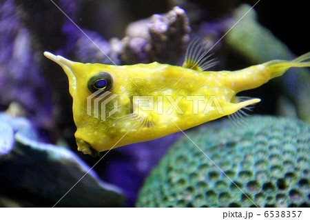 コンゴウフグ コンゴウフグ 6538357