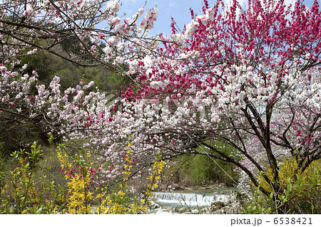 花桃と渓流 6538421