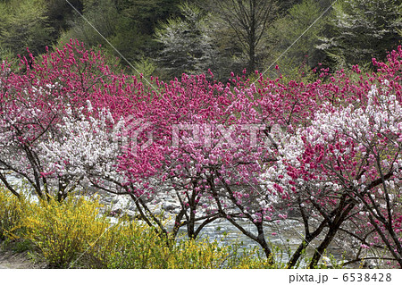 花桃街道 6538428