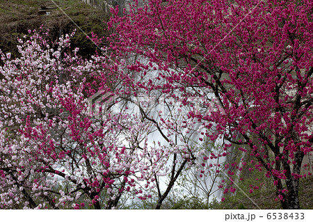 花桃と渓流 花桃と渓流 6538433