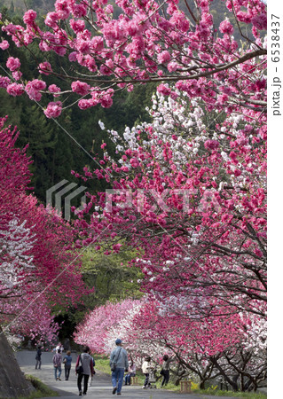 花桃街道 花桃街道 6538437