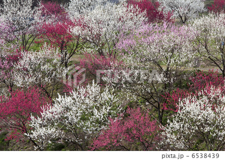 花桃の里 花桃の里 6538439