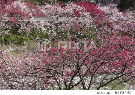 花桃街道 花桃街道 6538440