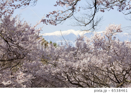 高遠のコヒガンザクラとアルプス 6538461
