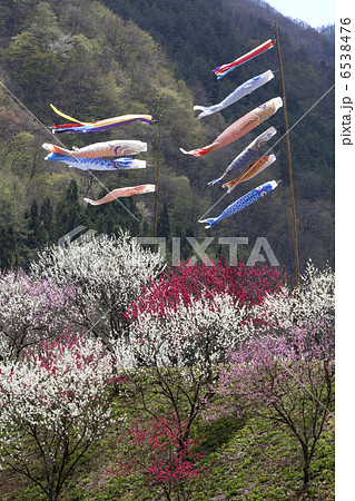 花桃と鯉のぼり 6538476