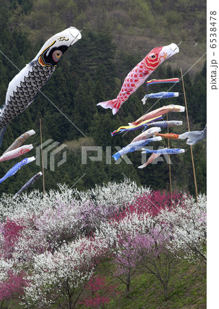 花桃と鯉のぼり 6538478