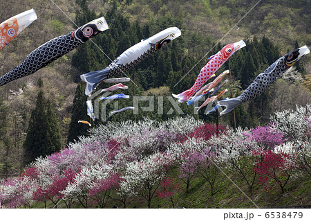 花桃と鯉のぼり 花桃と鯉のぼり 6538479