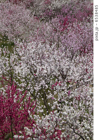 花桃 花桃 6538485