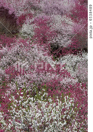 花桃 花桃 6538489
