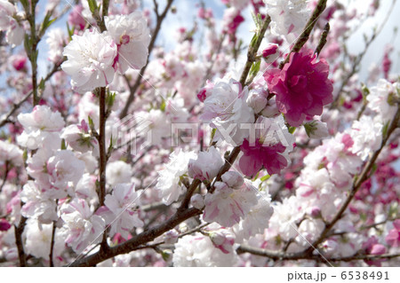 花桃 花桃 6538491