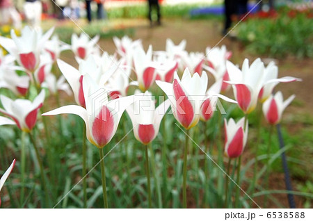 チューリップ　レディジェーン 6538588