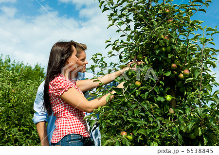 Couple harvesting apples in summer Couple harvesting apples in summer 6538845