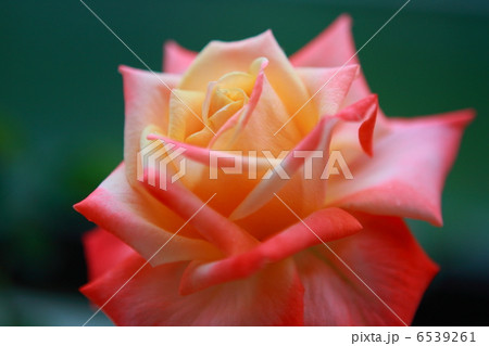 薔薇（バルデュソワール） 6539261