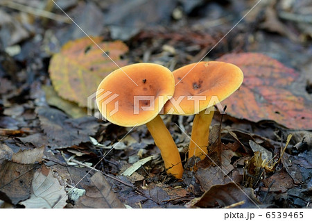 チチタケ 6539465