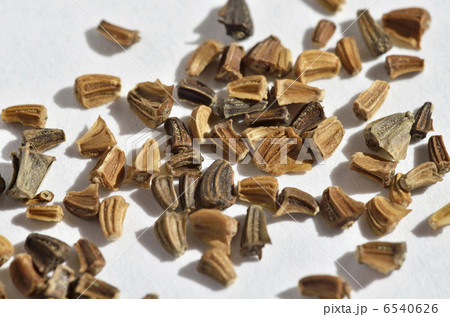 シュンギクの種 シュンギクの種 6540626