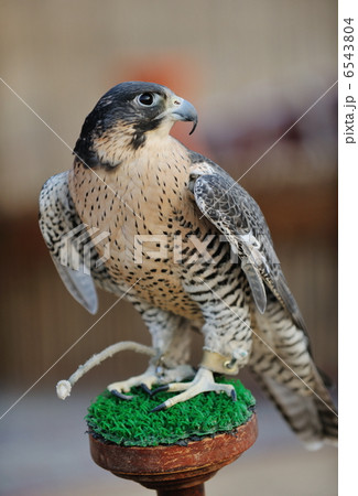 arab falcon bird arab falcon bird 6543804