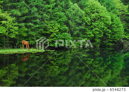 若草を食む 6548273