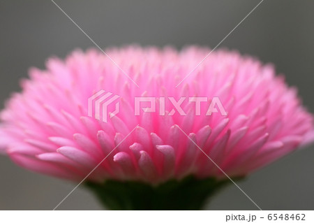 ヒナギク ヒナギク 6548462