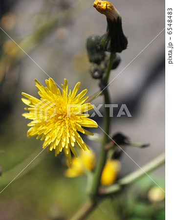 ノゲシ ノゲシ 6548483