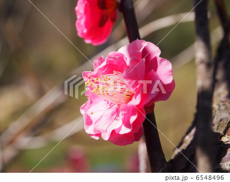 紅梅の八重咲き種 6548496