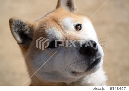 柴犬＿何? 6548497