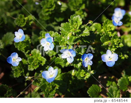 オオイヌノフグリ オオイヌノフグリ 6548544