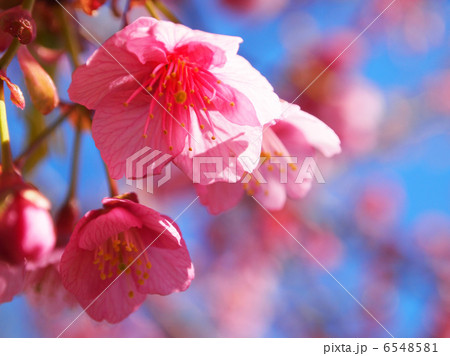 河津桜 6548581