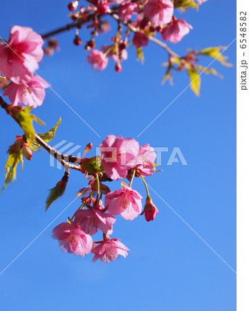 河津桜 河津桜 6548582