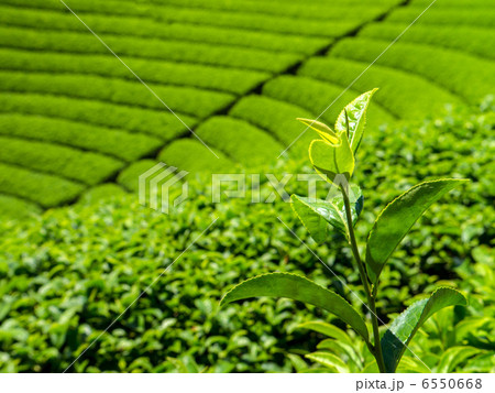 段々の茶畑 6550668