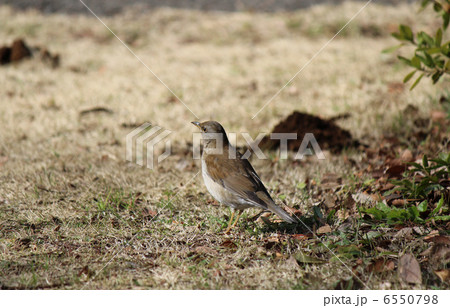 シロハラ 6550798