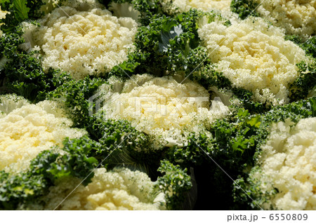花キャベツ 6550809
