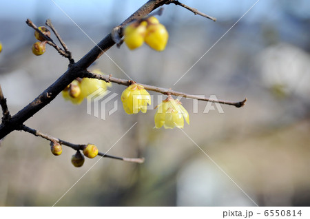 ロウバイ 6550814