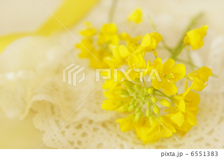 満開の菜の花 6551383