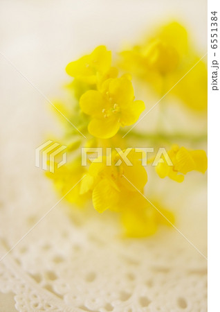 満開の菜の花 6551384