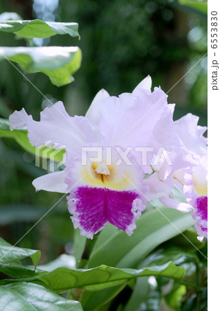 カトレヤ 6553830