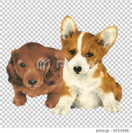 Pretty puppy 6553886