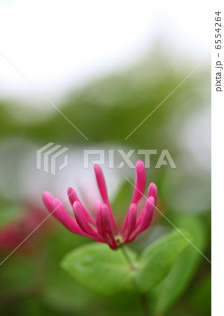 ツキヌキニンドウの蕾 6554264