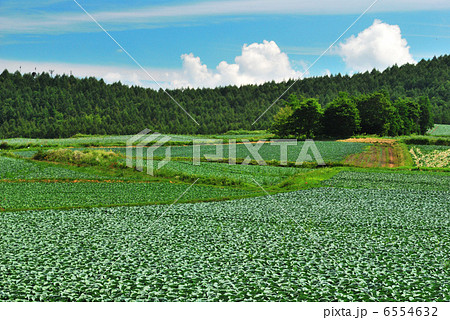 嬬恋キャベツ 6554632