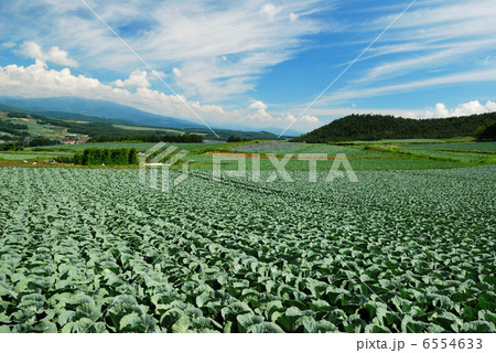 嬬恋キャベツ 6554633