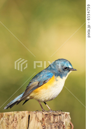 お立ち台のルリビタキ 6554759