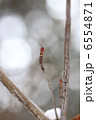 新芽 6554871