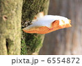 猿の腰掛 6554872