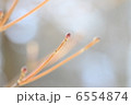 新芽 6554874